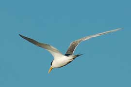 tern
